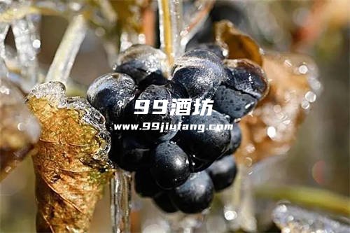 今年酒葡萄价格是多少