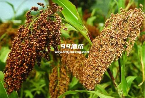 白酒中什么是转基因酒？ 