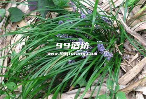 蛋白糖可以放入白酒吗
