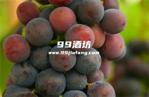白酒对葡萄上色的作用