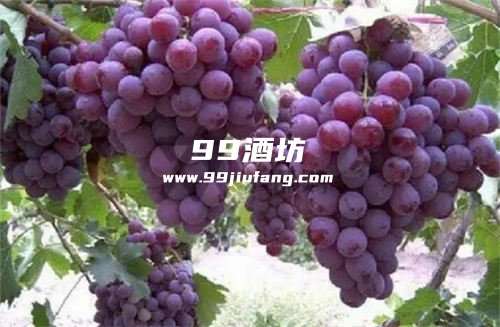 白酒对葡萄上色的作用