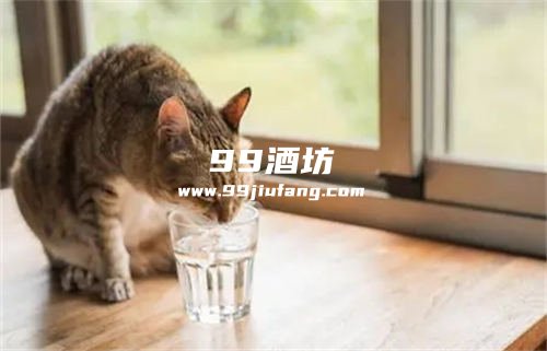 白酒可以给猫咪解毒吗