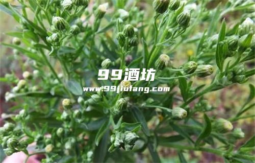 小白酒草指的是哪些杂草