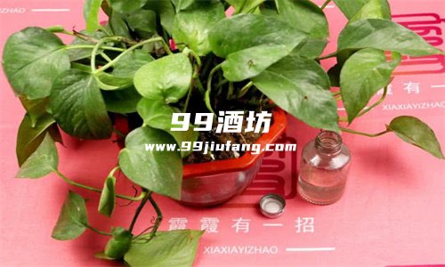 白酒浇花好处和坏处