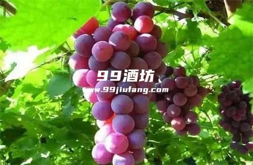 喝了白酒怎么去除白酒味