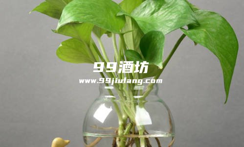 白酒参水可以养花吗