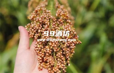 中国自酿白酒最多的地方是哪里