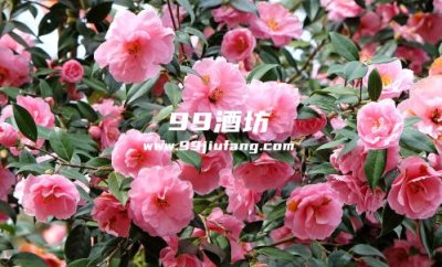 白酒能浇茶花吗，为什么