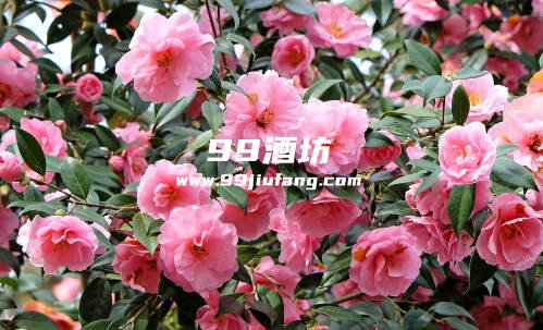 白酒能浇茶花吗，为什么