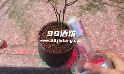 浇花水里兑白酒能杀菌吗，人久久酱酒告诉你