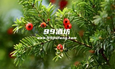 红豆杉白酒有哪些功效和作用