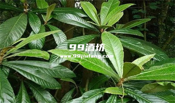 白酒泡什么可以缓解咳嗽