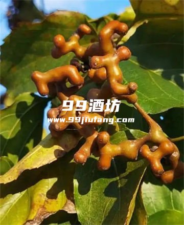 10斤白酒泡拐枣需要用多少