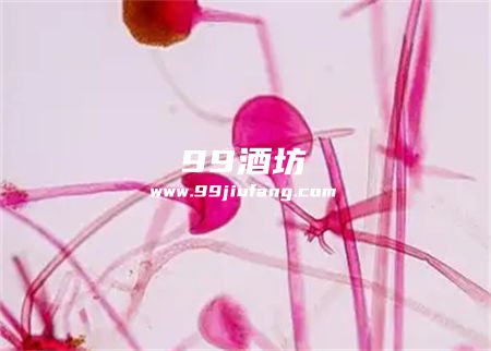 白酒的酵母可以发酵黄酒吗