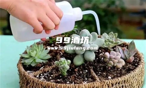 发酵过的白酒可以用来浇花吗