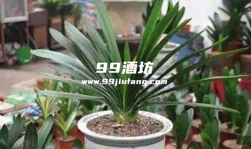 白酒稀释完可以直接浇在花上吗
