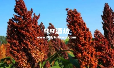白酒可以自己在家酿制吗，人久久白酒告诉你