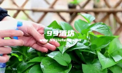 种花能加一点白酒吗，为什么