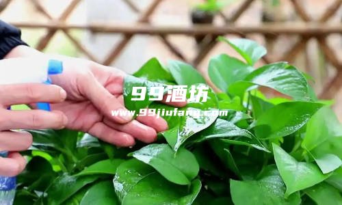 种花能加一点白酒吗，为什么