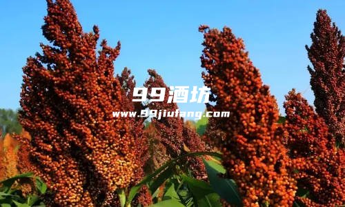 高端白酒凭什么卖那么贵？看完你就懂了