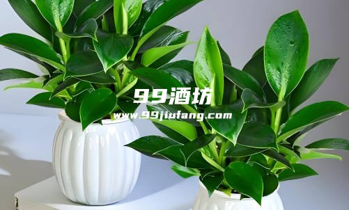 白酒除了饮用之外还可以做什么